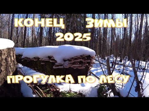 Видео: Зимний лес в конце февраля!Интересно,а растут ли ещё какие нибудь грибы???Тверская область,2025 год!