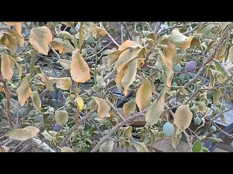 Видео: Бактериальный ожог. Монилиоз ауруы.  #баубақша #бақша #монилиоз #жеміс