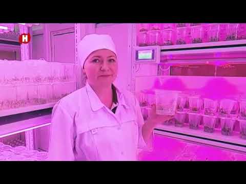 Видео: ООО НПЦ "АГРОПИЩЕПРОМ" Дегустация жимолости/Новые сорта жимолости