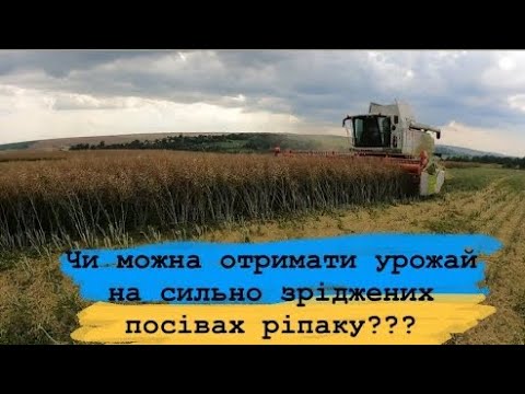 Видео: Збирання ріпаку. Який урожай може дати сильно зріджений  посів? #жнива2022 #ріпак  #raps #rape