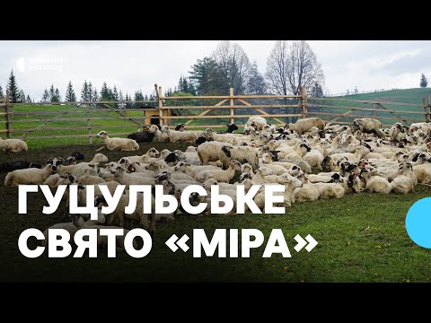 Видео: Виганяють овець на полонину на все літо. На Закарпатті відбулося традиційне гуцульське свято «Міра»