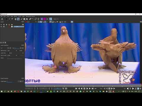 Видео: Mocha  для After Effects Удаление фона вокруг объекта Голубь и внутренних плоскостей в видео