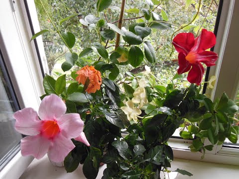 Видео: Красивоцветущие комнатные растения, для дома, квартиры.