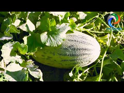 Видео: "АДАЛ АЗАМАТ-АДАЛ ЕҢБЕК"📎