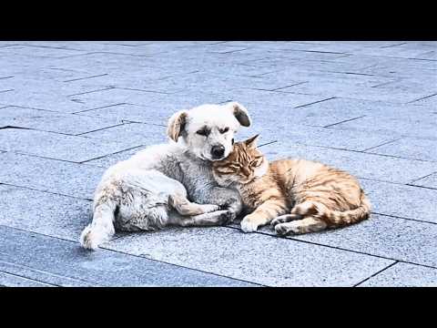 Видео: Поняв, что их бросили, кот и пёс прижались друг к другу, зная, что остались лишь друг для друга.