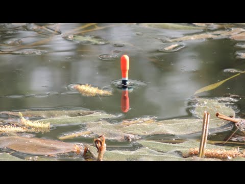 Видео: Ловля у ВІКНАХ - Лин, Короп. Вдала рибалка на поплавок