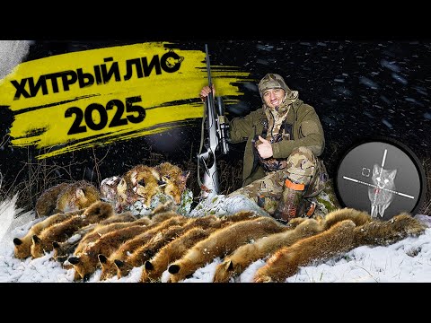 Видео: Добыли 122 ЛИСЫ за ДЕНЬ! Хитрый лис 2025. Охота на лис в Беларуси