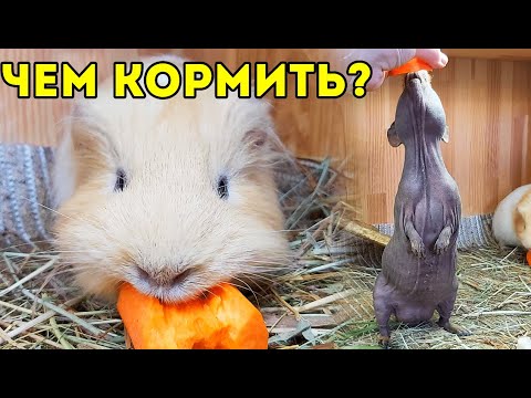 Видео: ЧЕМ КОРМИТЬ МОРСКУЮ СВИНКУ? Сочный Корм. SvinkiShow
