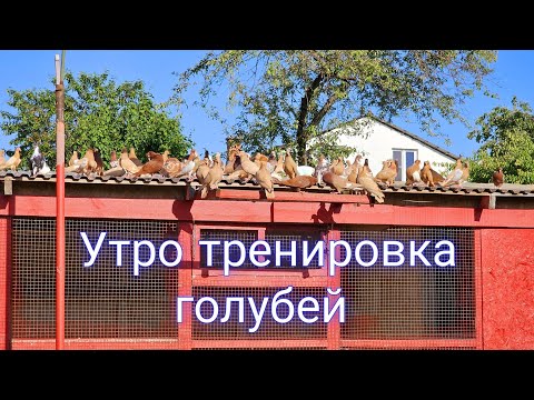 Видео: Голуби тренировка утром