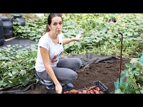 Видео: Копаем батат в конце октября. Что же выросло? Батат на даче, урожай 2020.