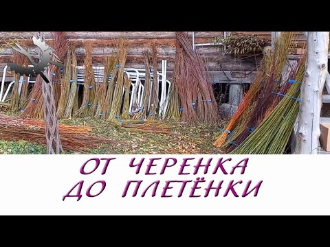 Видео: От черенка до плетёнки (19.11.2022)