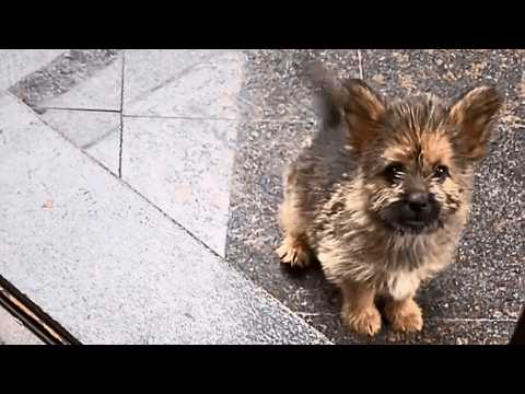 Видео: Пугливый бездомный щенок прячется при виде прохожих, но в душе всё равно мечтает о любви.