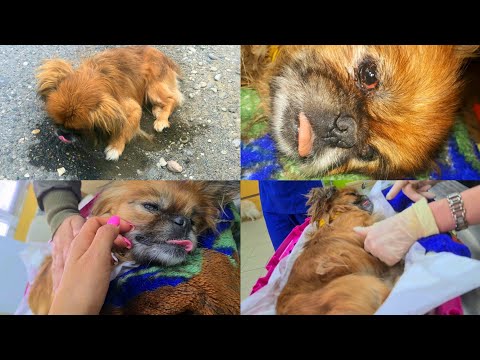 Видео: Пикинеса сбила машина😱 Девушка откликнулась взять. Поехали в клинику🙏