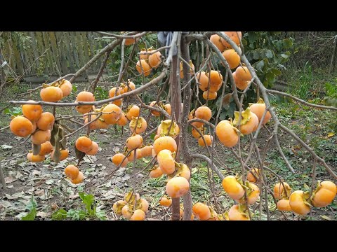 Видео: Порівняння сортів хурми які мають однаковий вік . Скільки потрібно чекати щоб отримати перший врожай