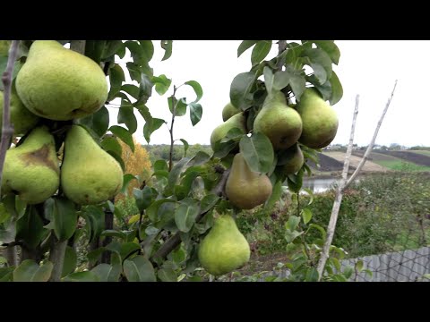 Видео: Груши с высокой урожайностью после возвратных весенних заморозков  /Новые сорта в коллекции
