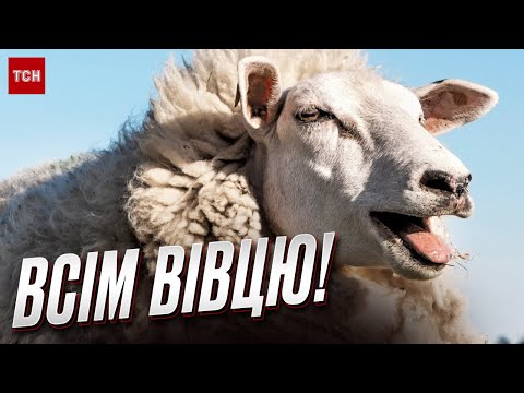 Видео: 🐑🥰 Волынь удивляет овцами с крестами! Как люди возрождают овцеводство и чем оно выгодно