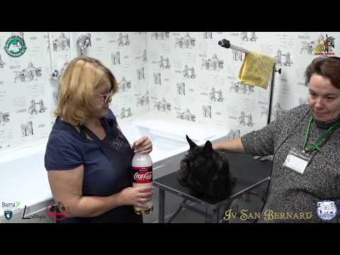 Видео: Повседневный Уход за шерстью Шотландского (скотч) терьера