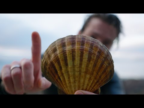 Видео: Что случилось с рыбой? Зимняя подводная охота в Англии.