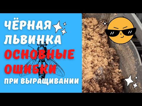 Видео: Ошибки выращивания личинок Чёрной львинки