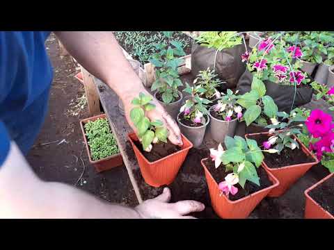 Видео: Фуксия перевалка в горшок для хорошего разрастания.