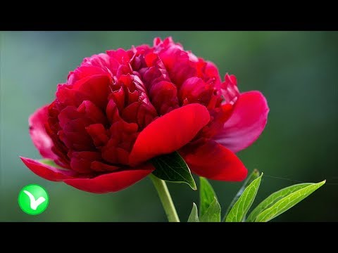 Видео: ПИОН – не просто цветок. Польза и вред пиона.