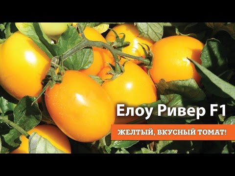 Видео: Елоу Ривер F1. Желтый, вкусный томат!