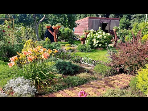 Видео: Можжевельники в моем саду💙💚Польза и красота😍Устойчивость и неприхотливость👌🤗 #любимаядача