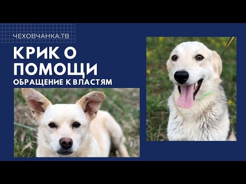 Видео: Город Чехов, не будь равнодушным!