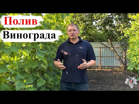Видео: Хочешь КРУПНУЮ ЯГОДУ? Делай так! ПОЛИВ Винограда