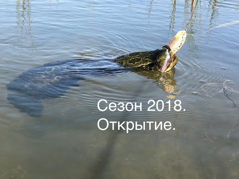 Видео: Змееголов. Открытие сезона 2018 года / Snakehead. Openning 2018th year season.