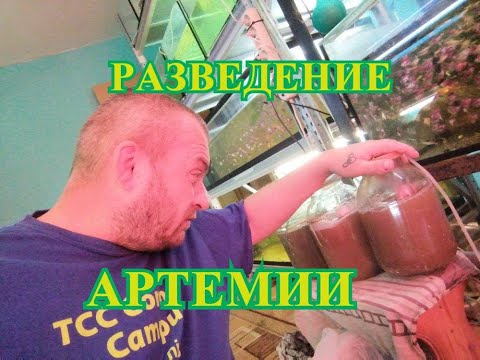 Видео: #Разведение #Артемии#Как я развожу# Артемию# Супер способ#