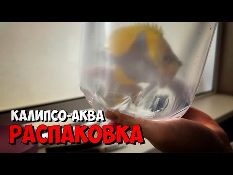 Видео: Калипсо-Аква | Распаковка | Морской аквариум