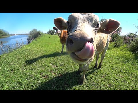 Видео: КАРАСЬ НА МАКУШАТНИК. РОЗЫГРЫШ. Средство от мошки. Рыбалка на закидушку. Ловля карася на жмых.
