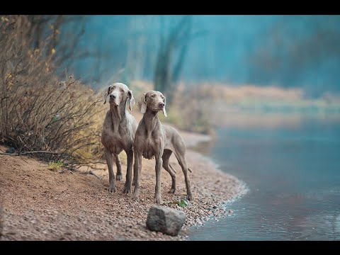 Видео: ВЕЙМАРСКАЯ ЛЕГАВАЯ (ВЕЙМАРАНЕР)