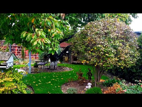 Видео: ЗОЛОТІ КОЛЬОРИ В МОЄМУ САДУ. АРОМАТ ВИПІЧКИ В БУДИНКУ. ДОБРИВО ЯКЕ ДАЄ НАМ ПРИРОДА.