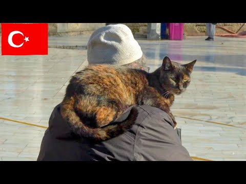 Видео: Мужчина и кошка: Трогательные моменты в 4K в Стамбуле