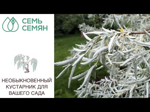 Видео: ТОЛЬКО НЕ СМЕЙТЕСЬ! ЛОХ СЕРЕБРИСТЫЙ - ПРЕКРАСНЫЙ КУСТАРНИК!