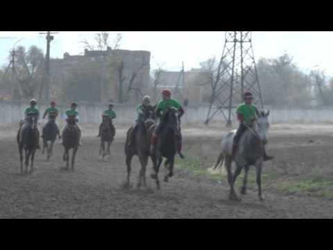 Видео: Кубок Тайтору  Закрытие скакового сезона 2015       6