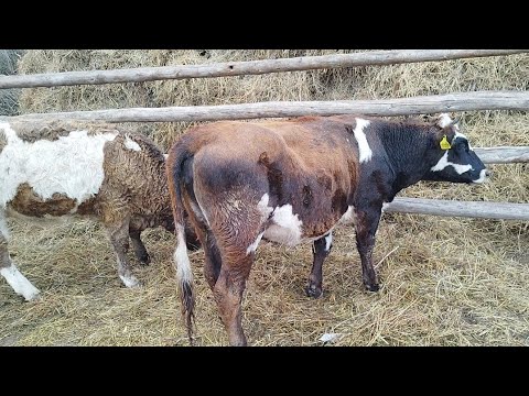 Видео: Жайлаудан қойларды әкелдік.Француз құнажын.