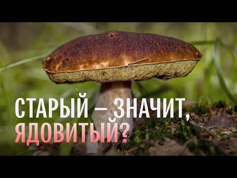 Видео: Для новичков. Старые и больные грибы. Михаил Вишневский