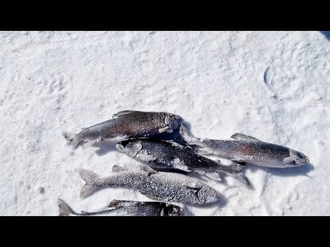 Видео: Ловля хариуса на озере ХУБСУГУЛ. Зимняя рыбалка во всей красе.