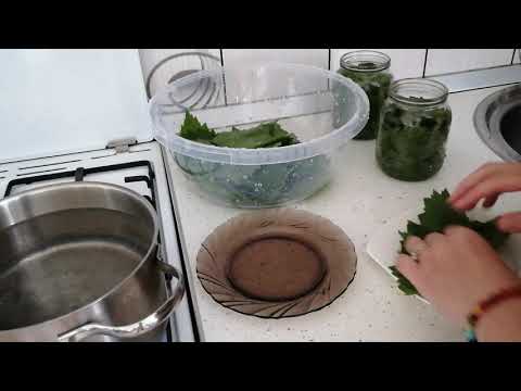 Видео: Как да приготвите за зимата лозови листа в буркан!! ЛОЗОВИ ЛИСТА!