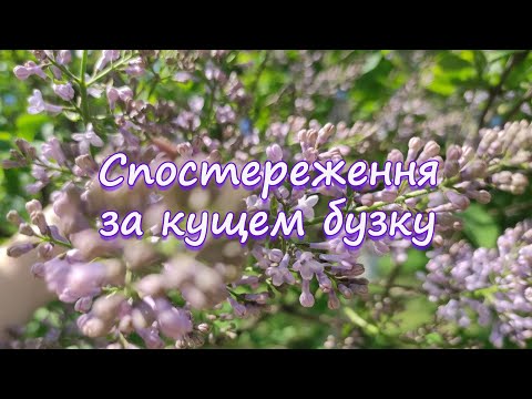 Видео: Спостереження за кущем бузку