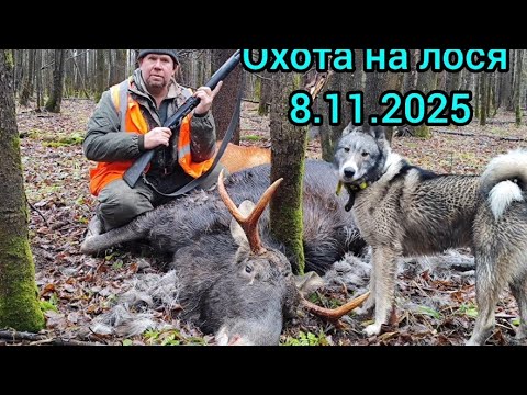 Видео: Охота на овсах, звери рядом