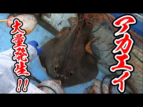 Видео: Я положил печень stingray в вкусную горячую кастрюлю