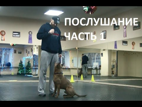 Видео: ТАЙСКИЙ РИДЖБЕК ПОСЛУШАНИЕ ЧАСТЬ 1