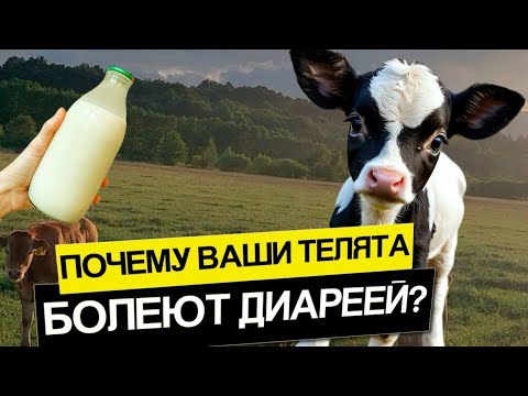 Видео: Почему ваши телята болеют диареей? Разбираем причины и методы профилактики!