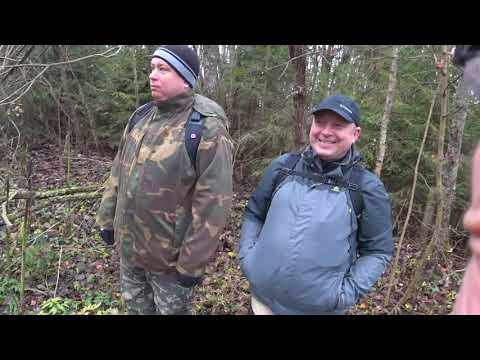 Видео: Охота с Русскими гончими на зайца 3 ноября 2025