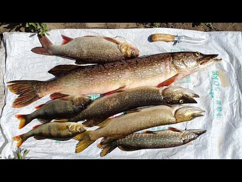 Видео: 1 Часть.Рыбалка-Экспедиция по реке Нем! Клёв крупного хищника,еда на костре,ночлег в избушке...