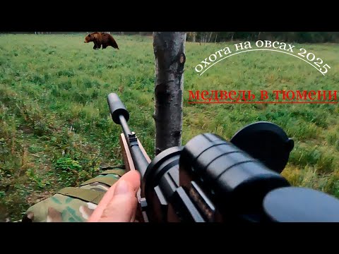 Видео: охота на медведя в Тюмени . первый трофей!